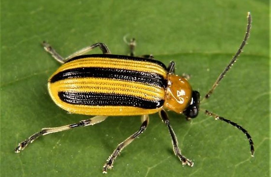 Cucumber Beetle